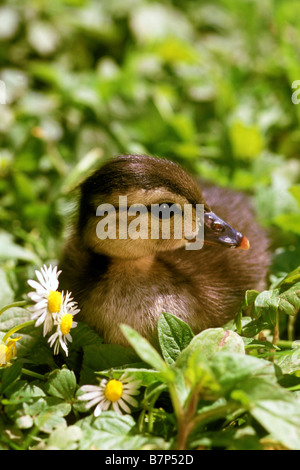 Canard colvert (Anas platyrhynchos), la végétation des canetons Banque D'Images