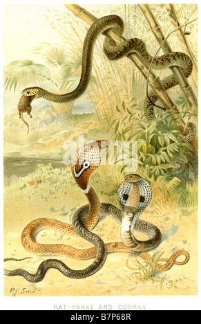 Les serpents sont de rat, un grand groupe polyphylétique, de serpents de la famille des Colubridae Colubrinae. De nombreuses espèces ont tendance à être très skitt Banque D'Images