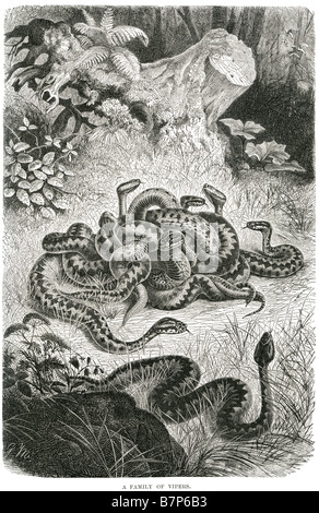Les Vipéridés sont une famille de serpents venimeux trouvés partout dans le monde, sauf en Australie et à Madagascar. Tous ont relativement Banque D'Images