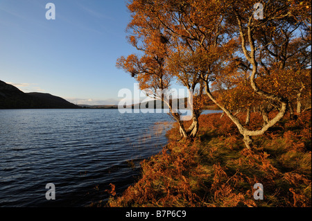 Les bouleaux rabougris et Bracken dans couleurs d'automne le long de la côte à Loch Brora Sutherland Ecosse UK Banque D'Images