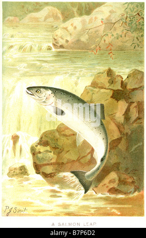 Salmon leap salmonidés voyage anadromes reproduire l'eau douce poissons migrent pink silver Banque D'Images