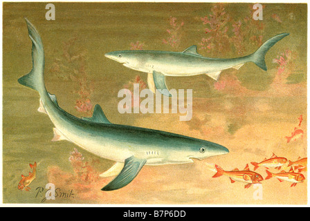 Shark superorder Selachimorpha eau poisson aquatique marine blanc orange gris dents fin Banque D'Images