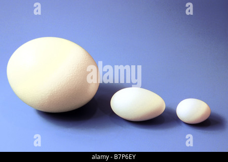 Oeufs de différentes tailles : L'Autruche (Struthio camelus), domestique (Anser anser) et la poule (Gallus gallus) studio pictur Banque D'Images