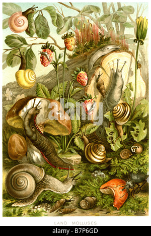 Les mollusques gastéropodes escargot terrestre mollusques escargots slug Banque D'Images