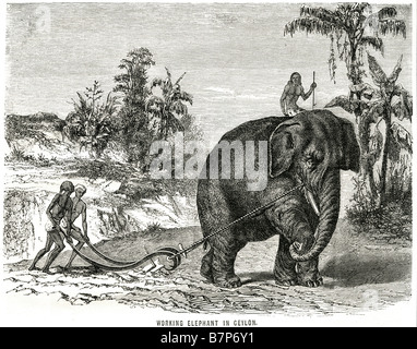 L'éléphant de l'élevage traditionnel des terres de Ceylan nature Faune sauvage animaux Piscine Le Sri Lanka, officiellement la Banque D'Images