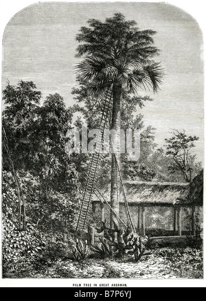 Grand palmier de l'île Andaman shore beach grass hut shore jungle tropicale native les îles Andaman sont un groupe de archipelagi Banque D'Images