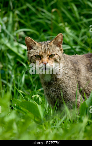 Scottish Wildcat (Felis sylvestris) dans l'herbe haute Banque D'Images