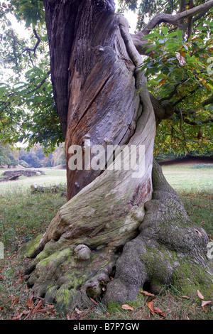 Twisted tronc d'un arbre CHÂTAIGNIER Castanea sativa Deer de Studley Royal Park North Yorkshire Angleterre Royaume-uni Ripon Banque D'Images