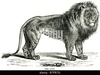 Prédateur lion Panthera leo Félidés l'Afrique subsaharienne de la faune sauvage des animaux carnivores nature Plein Air Banque D'Images