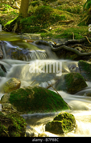 Flux d'eau de fusion sur une colline dans une forêt Banque D'Images