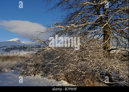 Arbres couverts de neige dans le jardin d'un pays avec des collines en hiver Perthshire Scotland UK Killin Banque D'Images