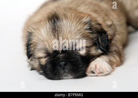 Tibetan Spaniel chiot 5 semaines Banque D'Images