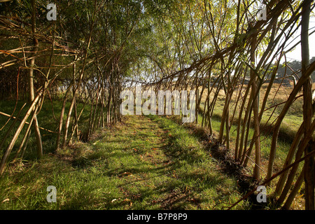 Labyrinthe de saule Brigantium Northumberland England UK Banque D'Images