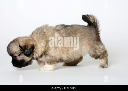 Tibetan Spaniel chiot 6 semaines side Banque D'Images