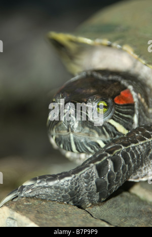 Gros plan d'une tortue à oreilles rouges Banque D'Images