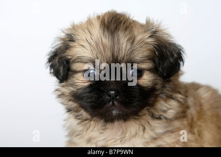 Tibetan Spaniel chiot 6 semaines Banque D'Images