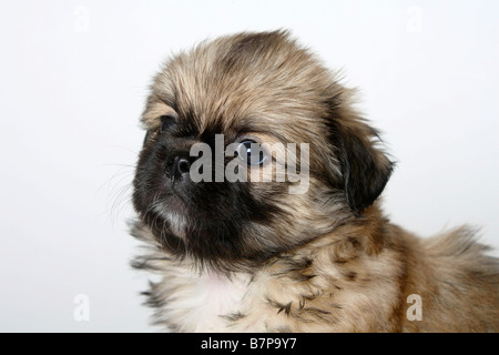 Tibetan Spaniel chiot 6 semaines Banque D'Images