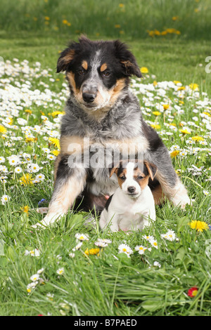 Ack Russell Terrier puppy et chiot border collie Banque D'Images