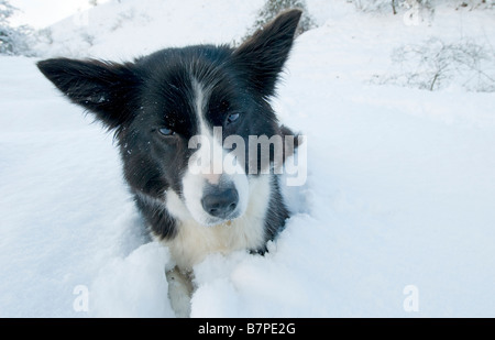 Border Collie dans la neige sur les South Downs, Sussex, UK Banque D'Images