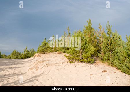 Forêt des sables bitumineux de Culbin Findhorn Bay Forres dans le Moray Firth, région de Grampian Ecosse UK 2033 SCO Banque D'Images