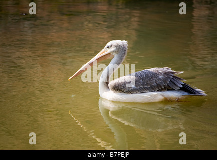 Pelican flottant sur l'eau verdâtre Banque D'Images