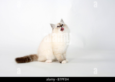 Chat Sacré de Birmanie chaton seal tabby point 13 semaines de Birmanie Banque D'Images