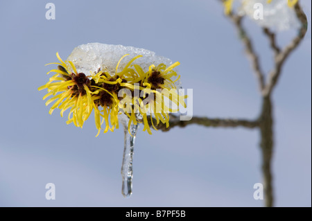 Hamamélis de Chine (Hamamelis x intermedia Pallida) fleurs close-up jardin Adel Leeds West Yorkshire angleterre Europe Février Banque D'Images