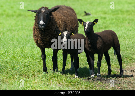 Mignon et curieux des agneaux au printemps Banque D'Images