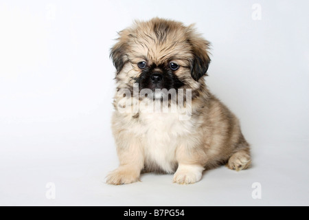 Tibetan Spaniel puppy 8 semaines Banque D'Images