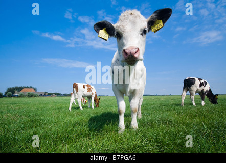 Mignon bébé vache sur les terres agricoles à l'herbe verte fraîche et ciel bleu en Hollande Les Pays-Bas Banque D'Images