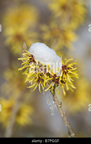 Hamamélis de Chine (Hamamelis x intermedia Pallida) fleurs de neige cap jardin Adel Leeds West Yorkshire Angleterre UK Février Banque D'Images