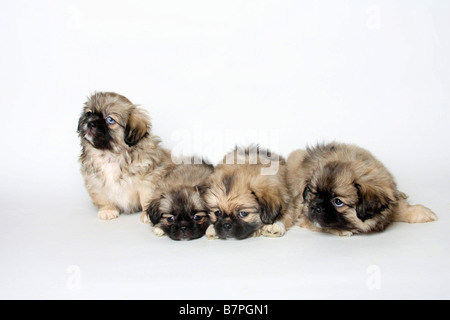 Tibetan Spaniel chiots 8 semaines Banque D'Images