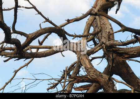 l'entrelacement des branches d'un arbre en hiver Banque D'Images