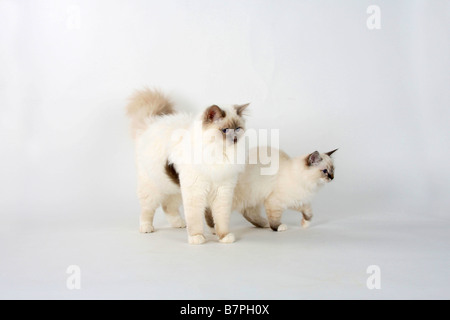 Les chats Sacré de Birmanie lilac point 7 mois tomcat et chaton seal tabby point 13 semaines de Birmanie Banque D'Images