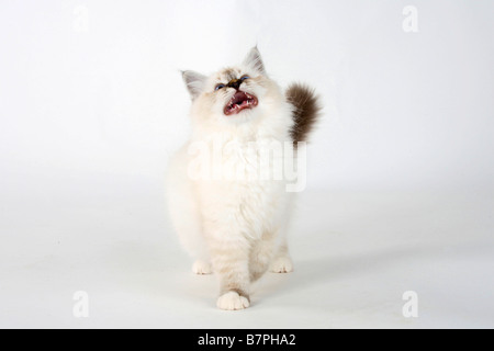 Chat Sacré de Birmanie chaton seal tabby point 13 semaines de Birmanie Banque D'Images