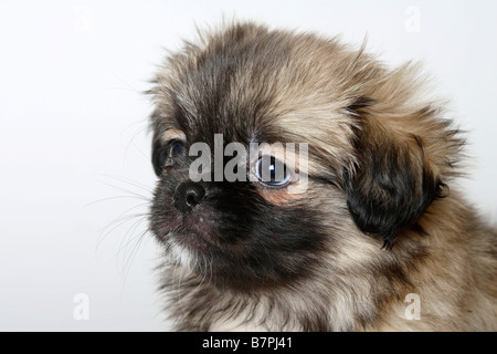 Tibetan Spaniel puppy 8 semaines Banque D'Images