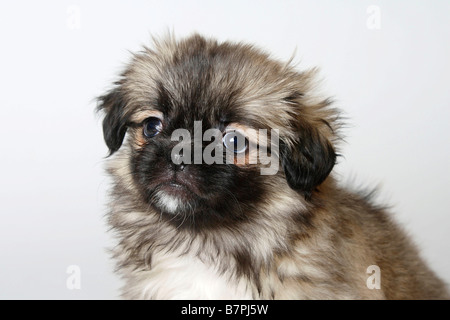 Tibetan Spaniel puppy 8 semaines Banque D'Images