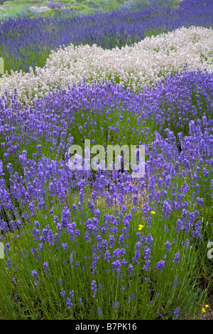 WA Vashon Island : Curving rangées de lavande, Lavendula vera, dans un champ cultivé Banque D'Images