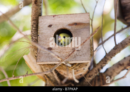 Perruche dans une maison d'oiseau attaché à un arbre sur l'île de Thulhagiri aux Maldives Banque D'Images