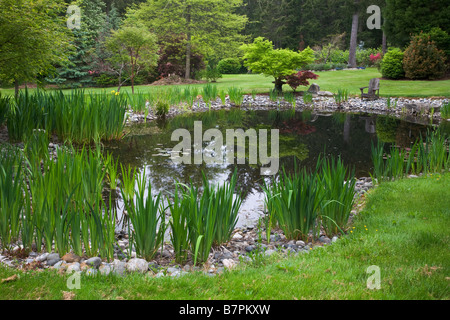 Vashon Island, WA : Pacific northwest étang de jardin avec iris jaune le long des marges Banque D'Images