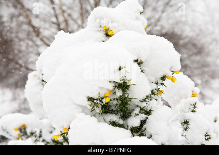 La neige a couvert la floraison l'ajonc Banque D'Images