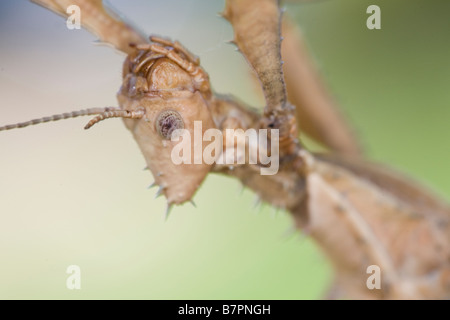 Une femelle en captivité du spectre MacLeay, Extatosoma tiaratum, est suspendu à l'envers d'une succursale à Montecito, Californie, États-Unis Banque D'Images