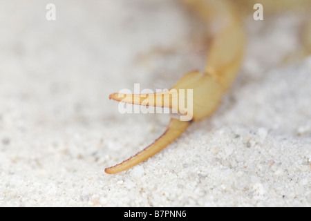 La Griffe d'un ou pédipalpes désert captive Scorpion velu, Hadrurus arizonensis, Montecito, Californie, États-Unis d'Amérique Banque D'Images