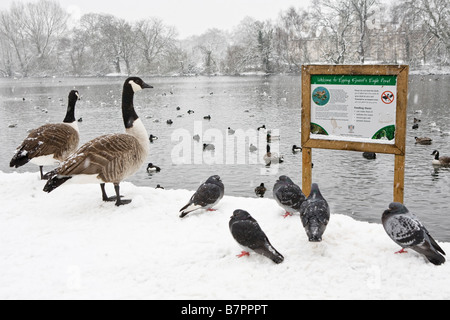 Les pigeons, oies et autres oiseaux au bord d'un étang dans la forêt d'Epping après les fortes chutes de neige Banque D'Images