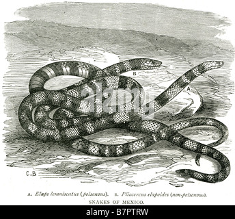 Les serpents du mexique elaps lemniscatus pliocercus elapoides toxiques non toxique Banque D'Images