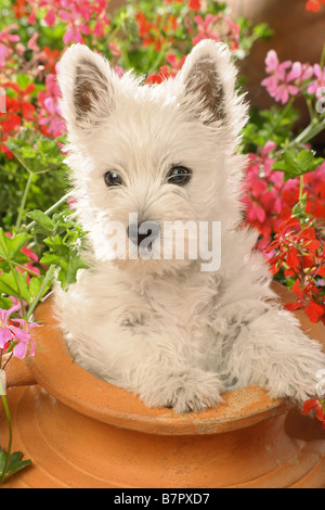 Westh Highland White Terrier puppy - sititng dans cache-pot Banque D'Images