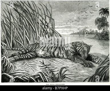 Homme mourant de la rivière Tigre mangeur de prédateur repos nature Faune sauvage animaux Piscine Le tigre Panthera tigris est membre de t Banque D'Images