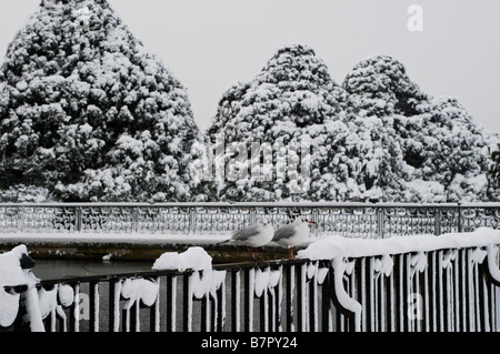 Deux mouettes reposant sur une clôture dans la neige Couverts Hampton Court Palace jardin Surrey UK Banque D'Images