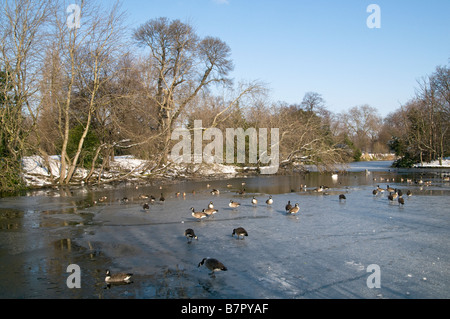 UK.cygnes et canards sur le lac recouvert de neige et de glace dans le parc Victoria, Londres Photo Julio Etchart Banque D'Images