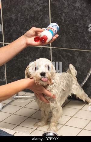 Salon de chien chien maltais : - prendre une douche Banque D'Images